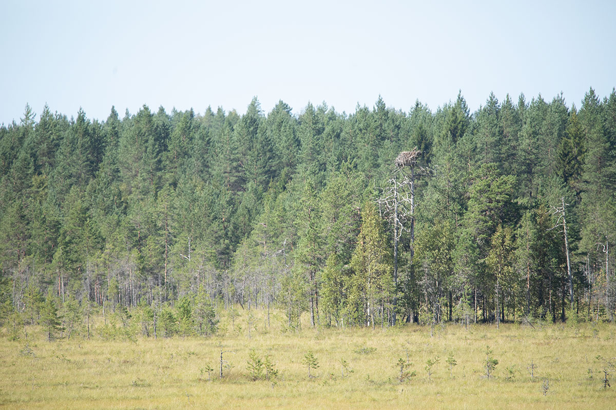 Kalasääsken pesä